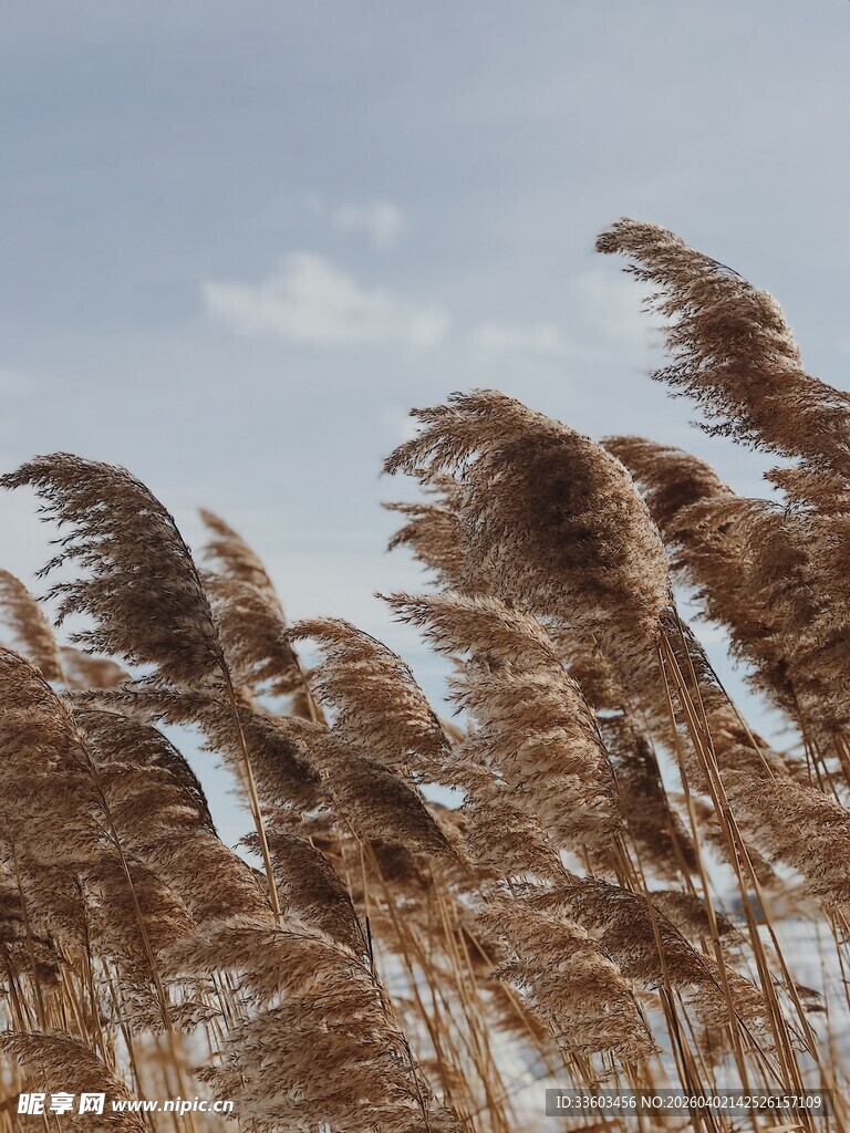 风中摇曳的金黄芦苇