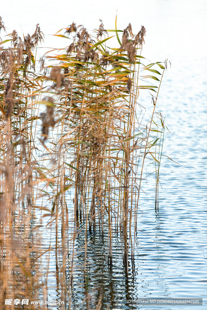 水中芦苇与栖息小鸟