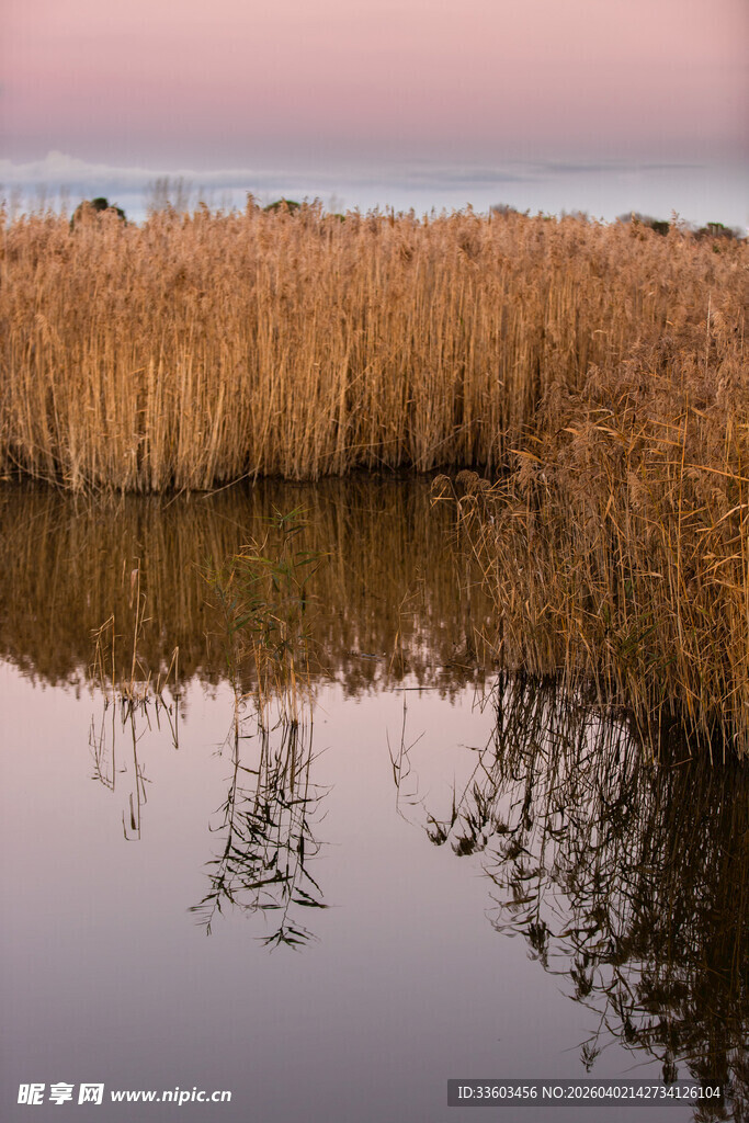 湖畔芦苇映晚霞