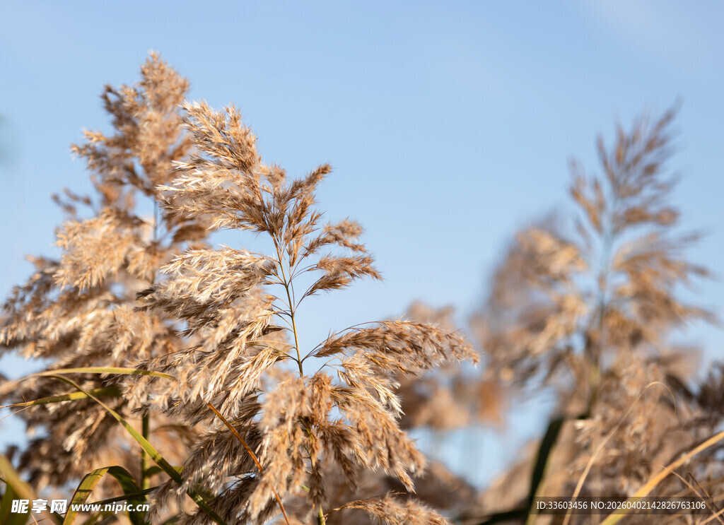 秋日芦苇尽显自然之美