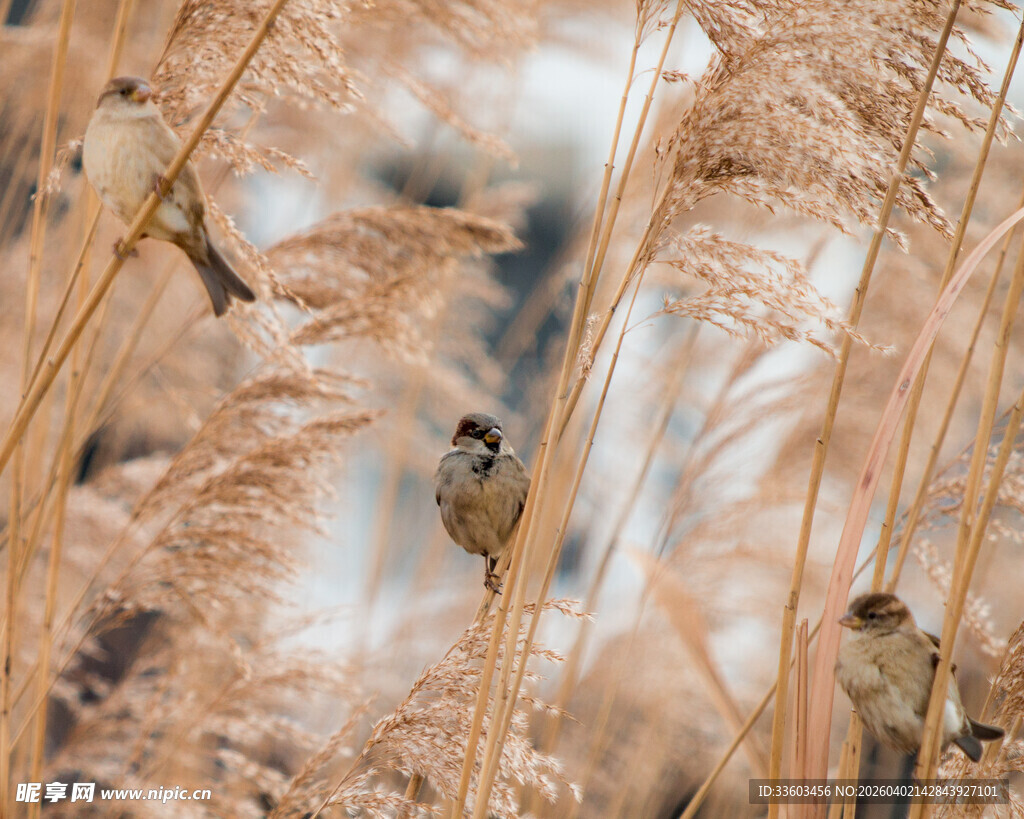 芦苇丛中的小鸟