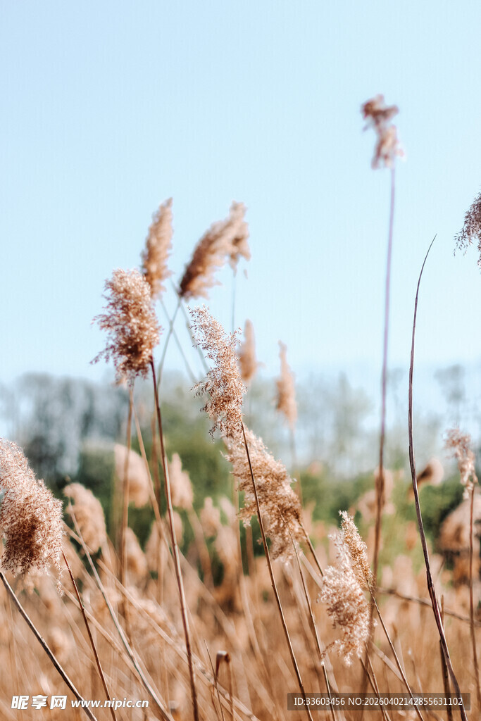 秋日芦苇荡美景