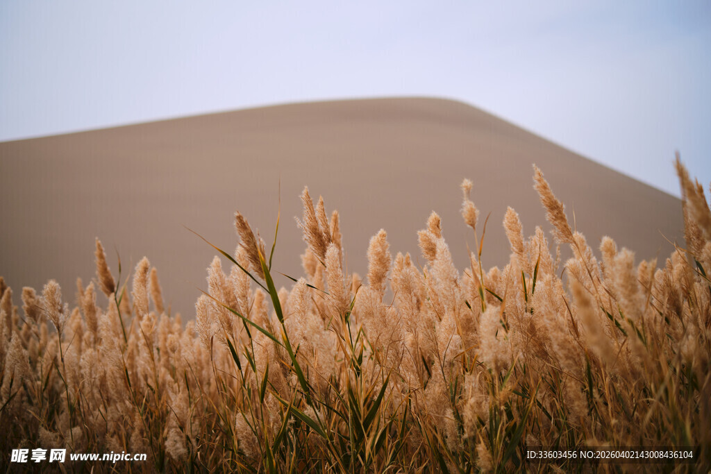 沙漠边的金黄芦苇丛