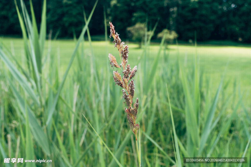 田野中的绿色植物