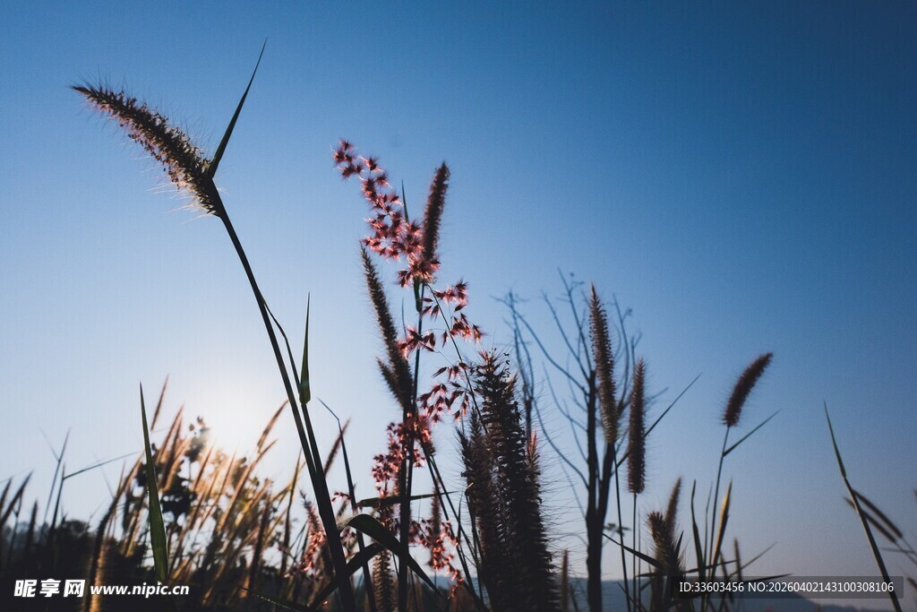 夕阳下的野草与蓝天美景