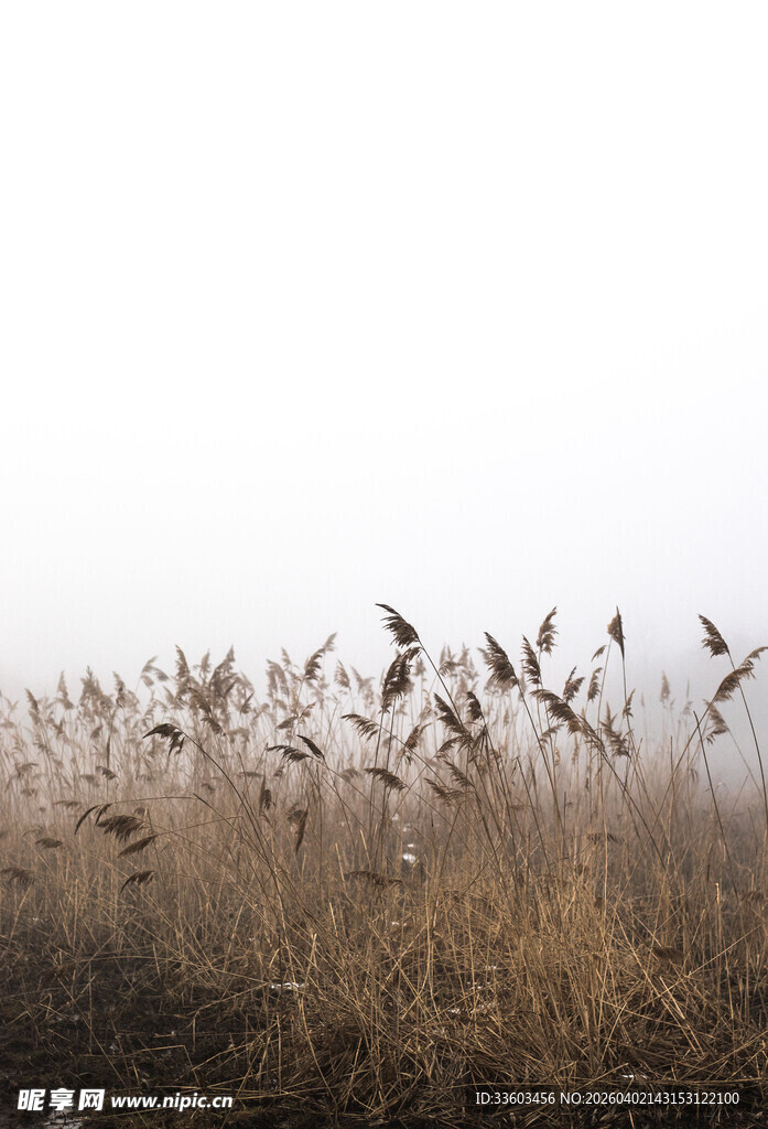 雾中芦苇丛