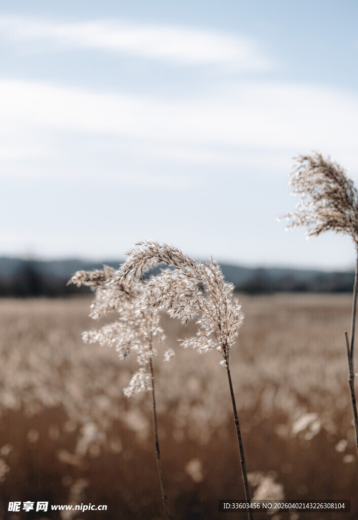 秋日田野中的摇曳芦苇