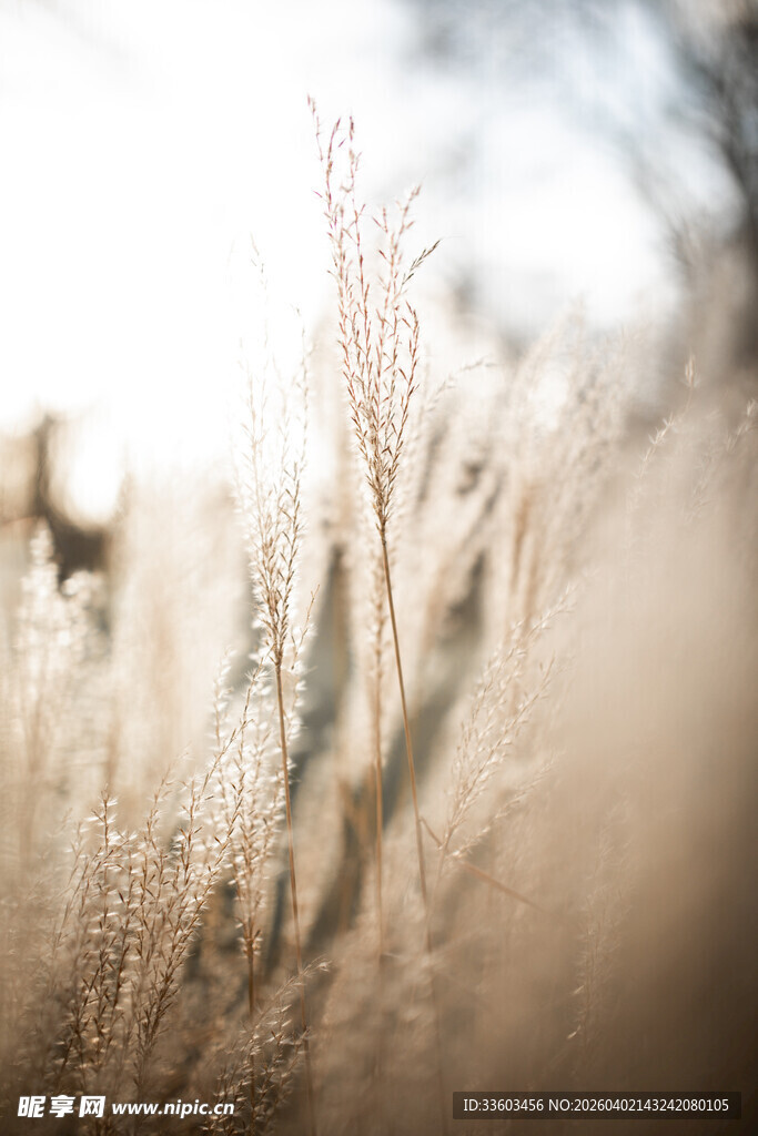 阳光下的金黄麦穗