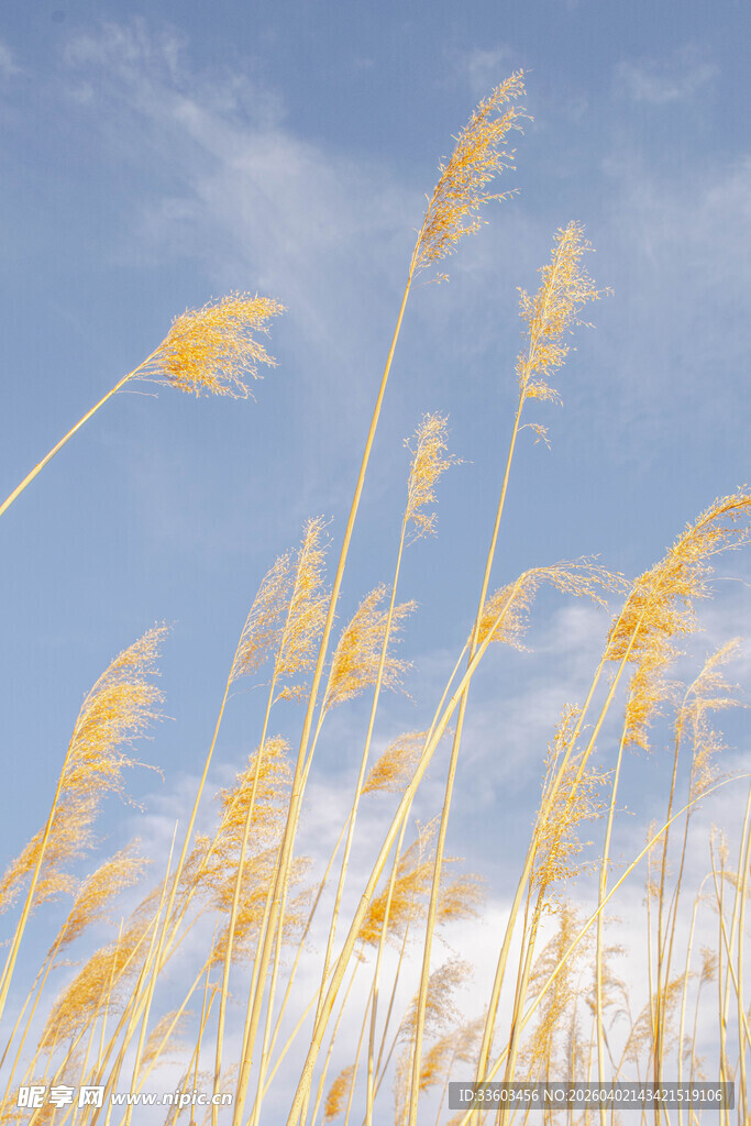 蓝天映衬下的金黄芦苇