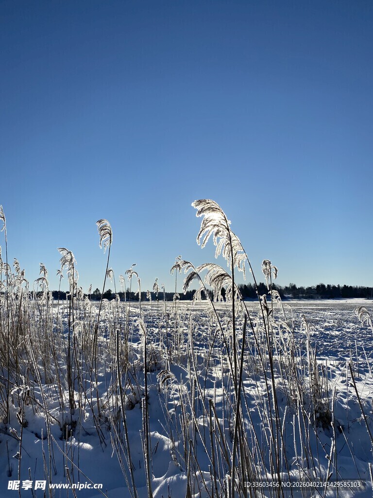 冬日雪地中的芦苇景观