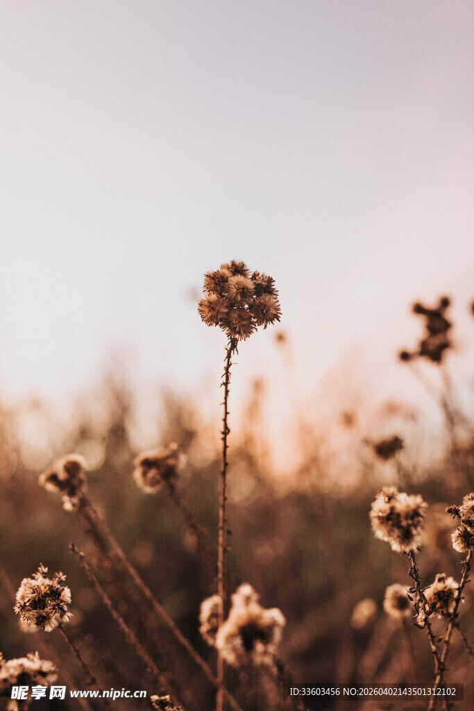夕阳下的枯萎花朵