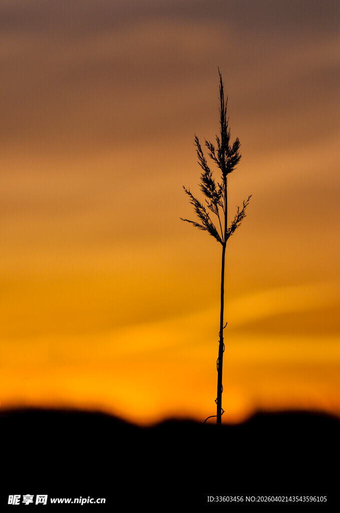 夕阳下的孤草