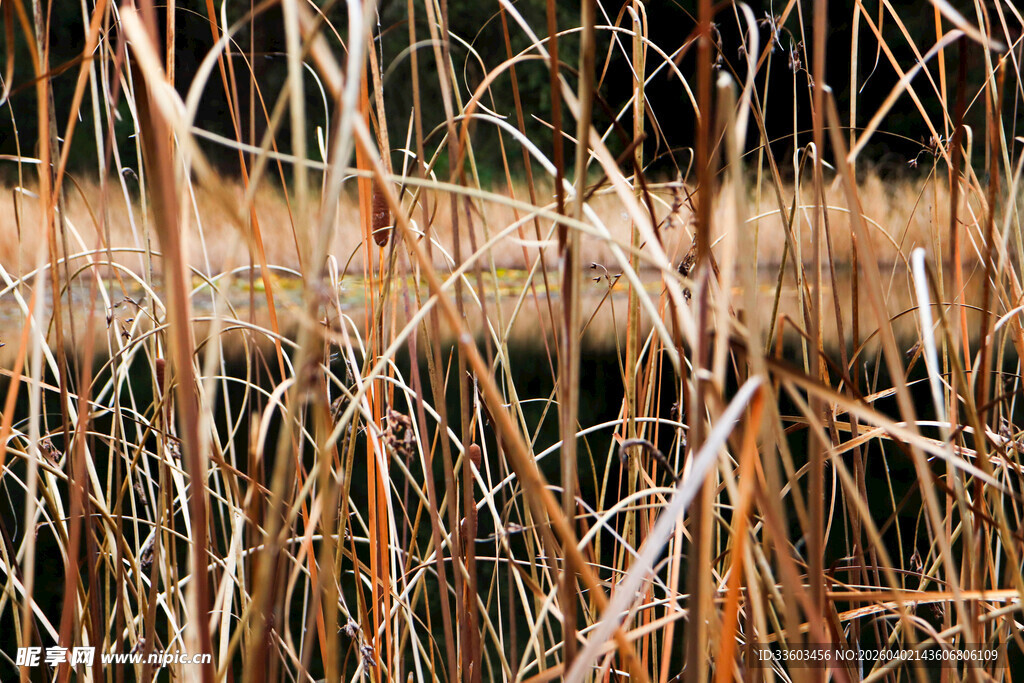 秋日里的金黄芦苇丛