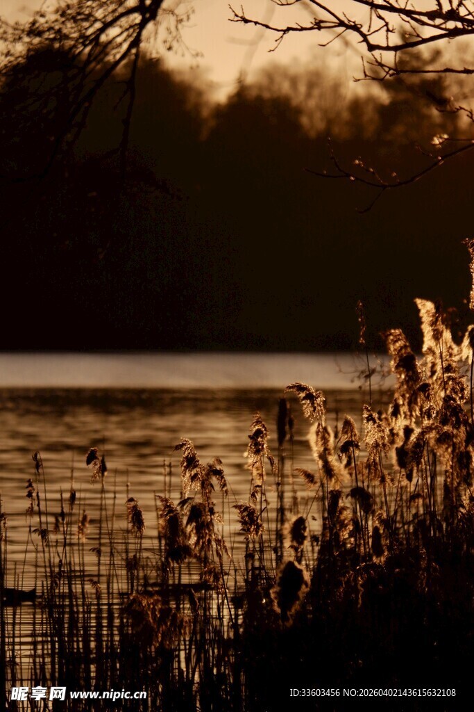 夕阳下湖畔的芦苇美景
