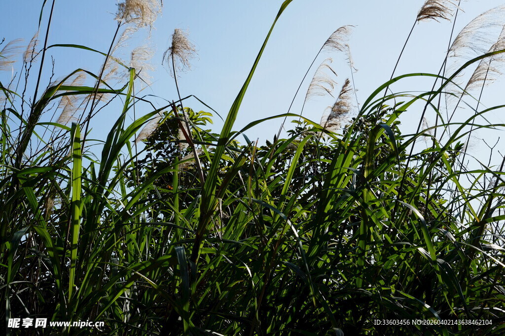 蓝天映衬下的蓬勃野草