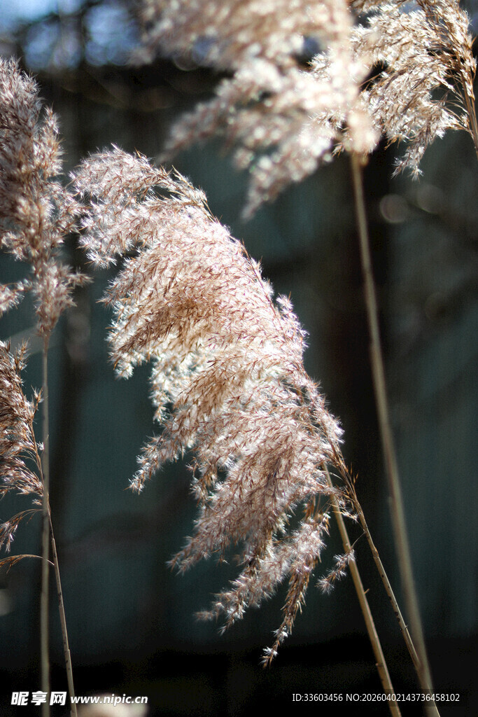风中摇曳的轻柔芦苇