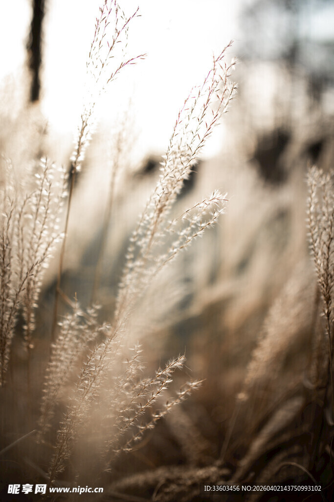 阳光下的轻柔芦苇