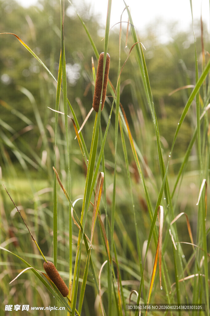 野外芦苇丛景观