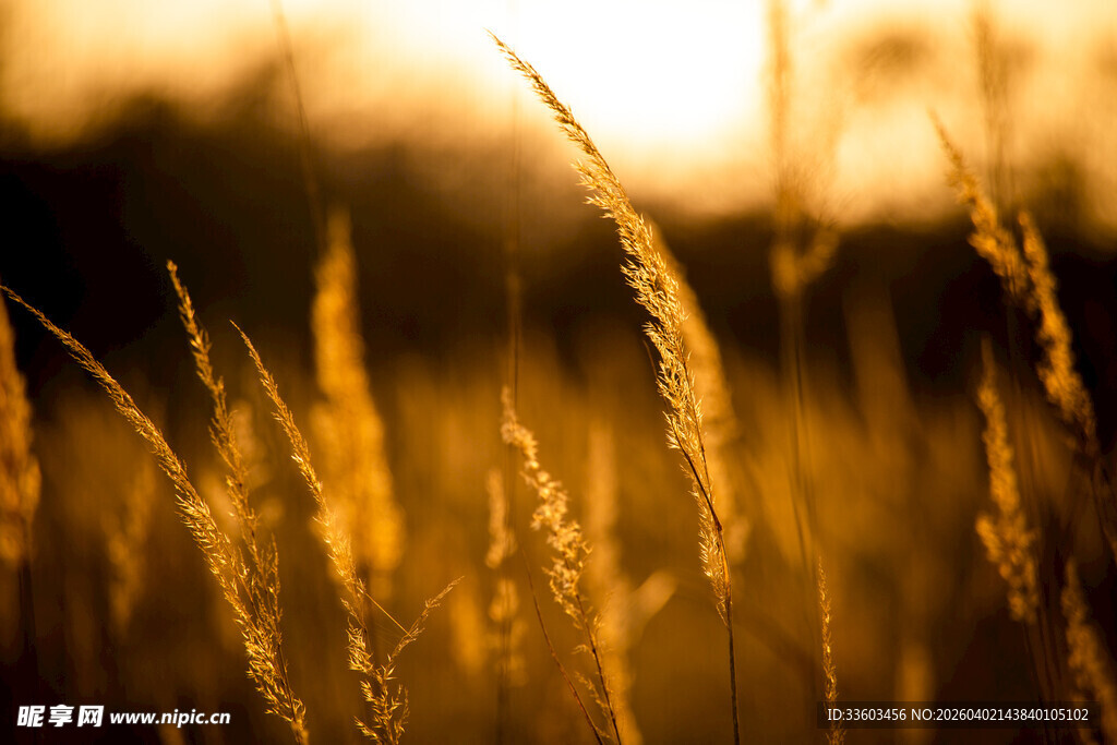 夕阳下的金色草丛