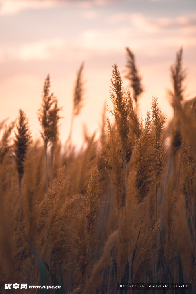 夕阳下的芦苇丛美景