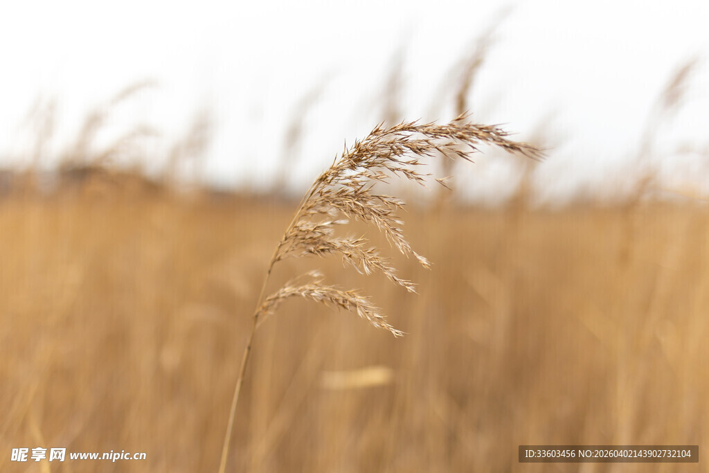 金黄芦苇荡中的摇曳枝茎