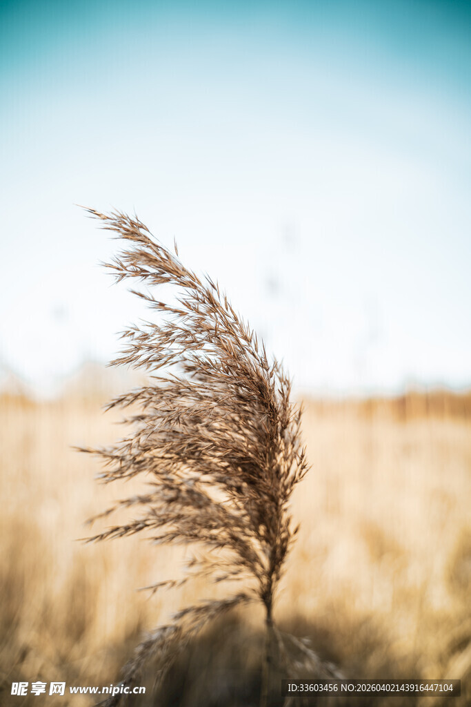 风中芦苇