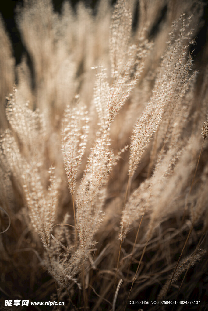 蓬松的金色蒲苇草