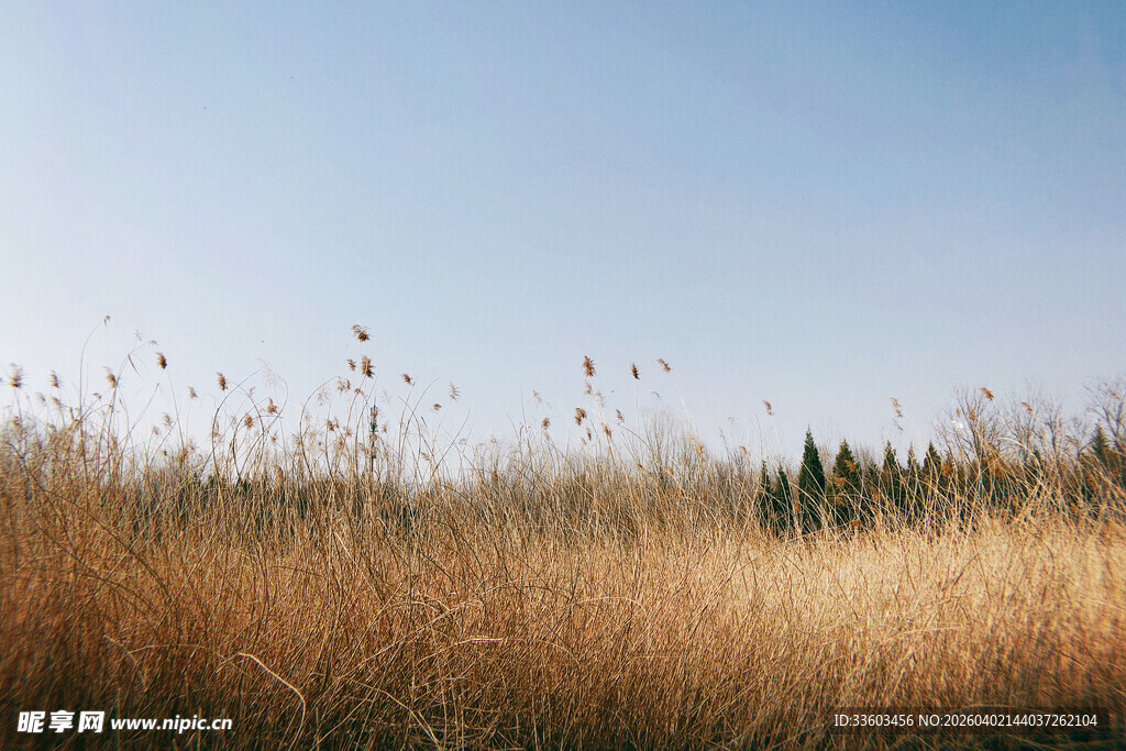秋日芦苇荡