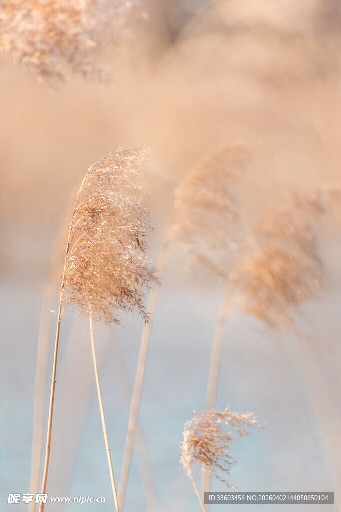 风中摇曳的芦苇