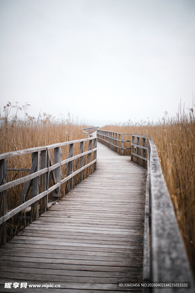 木栈道延伸于芦苇丛中