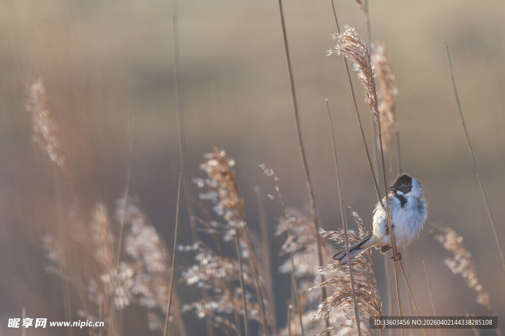 芦苇丛中栖息的小鸟