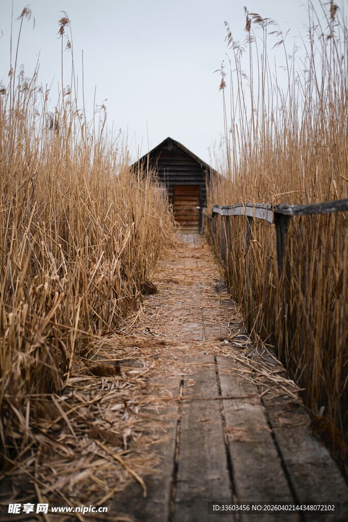 木栈道穿行于金黄芦苇间