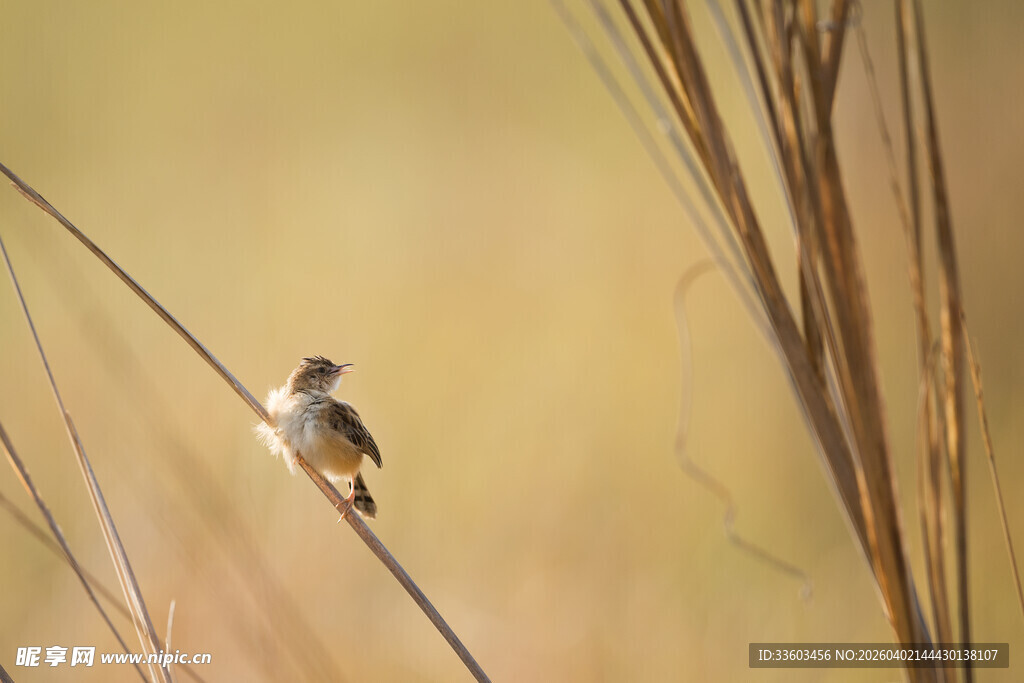 芦苇上的小鸟