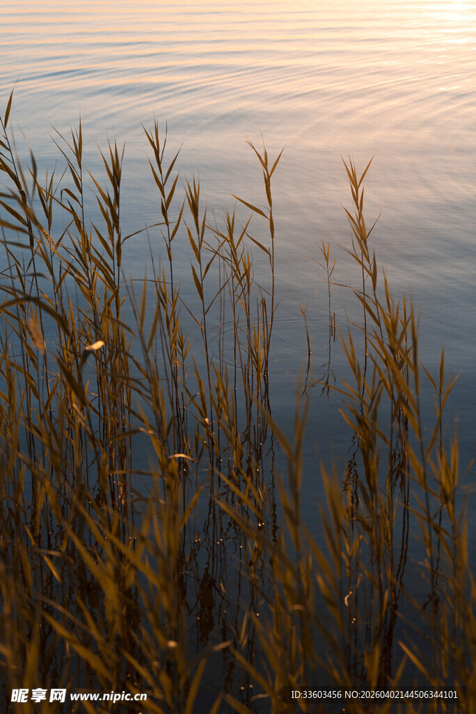 夕阳下的水边芦苇
