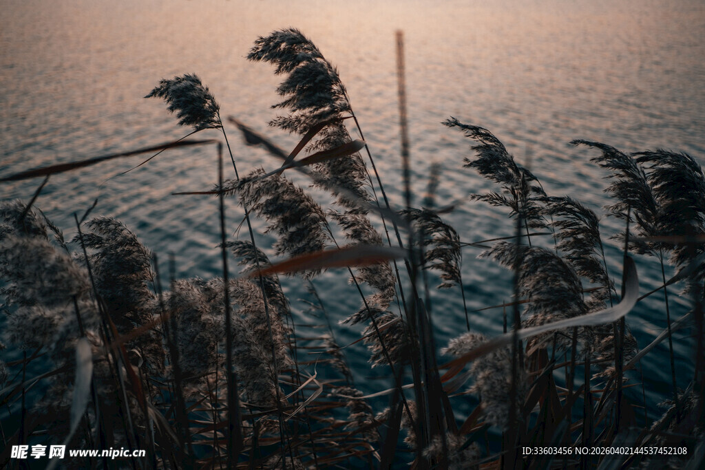 夕阳下的芦苇随风摇曳