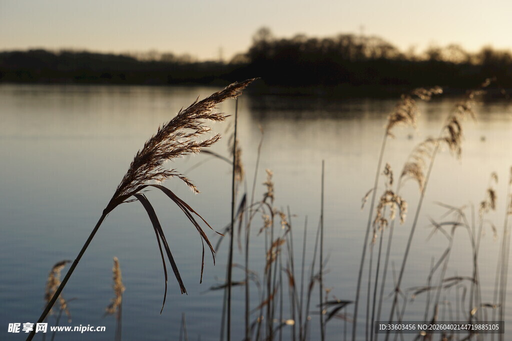 湖畔芦苇映黄昏
