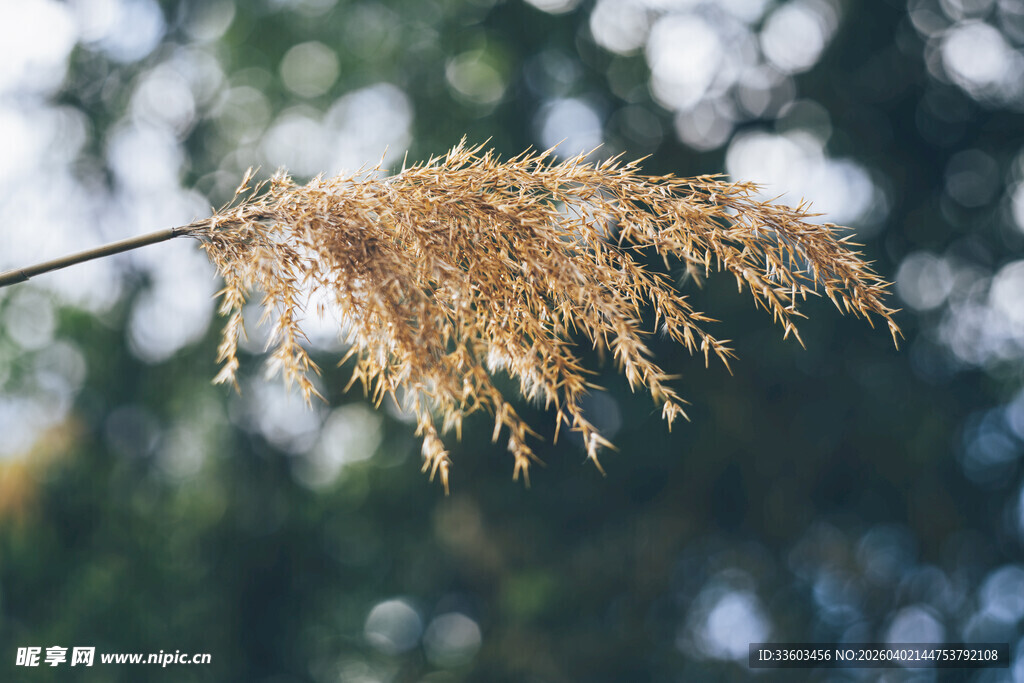 秋日轻盈的金黄芦苇