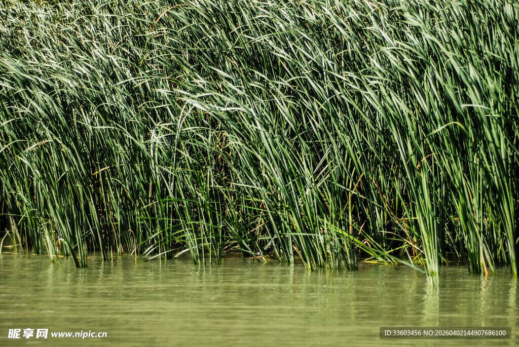 水边茂密芦苇景观