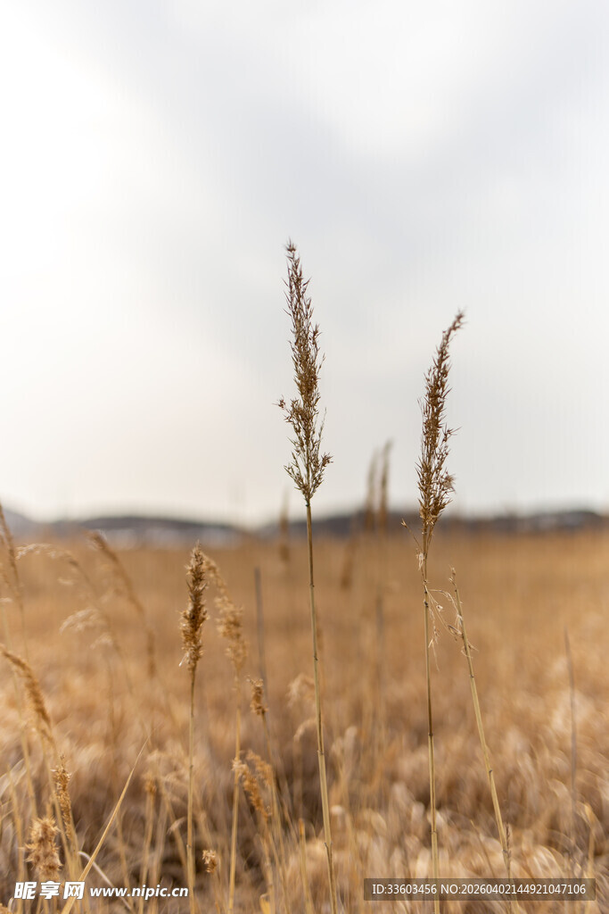 金黄田野间的挺立植物