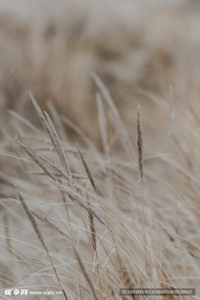 风中摇曳的金色狗尾草