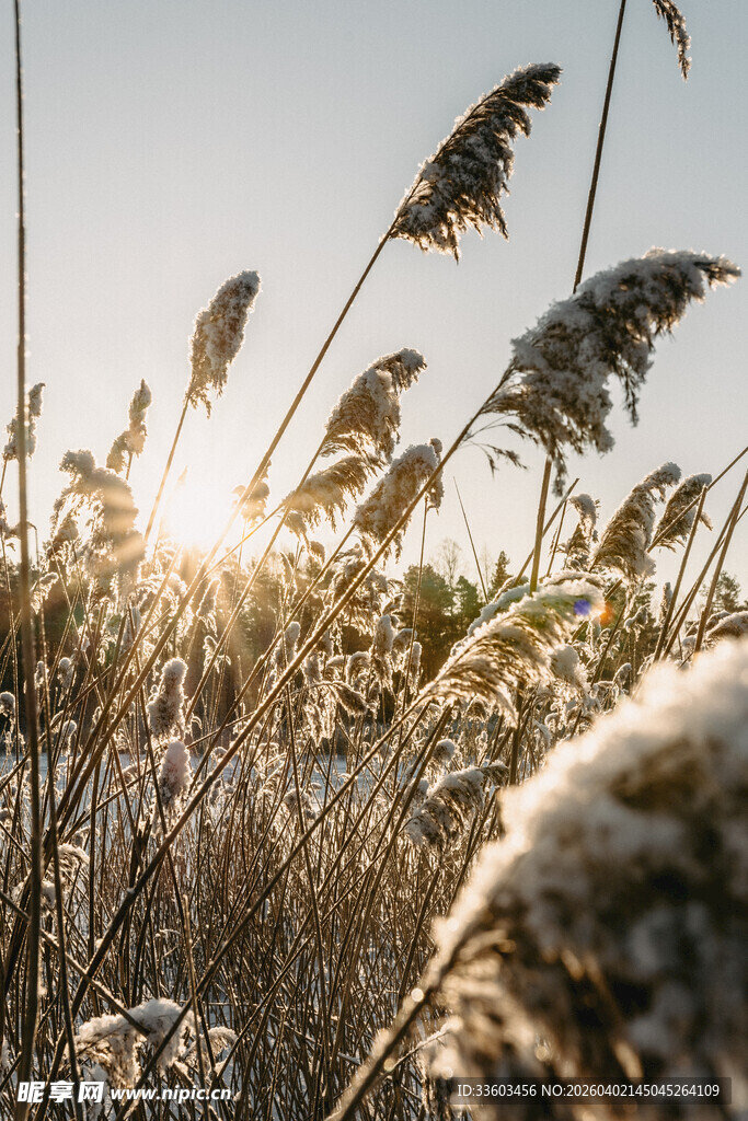 夕阳下的芦苇美景