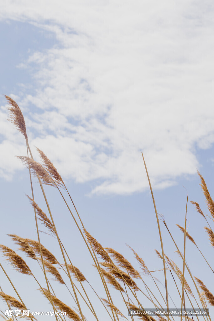 蓝天之下的金黄芦苇