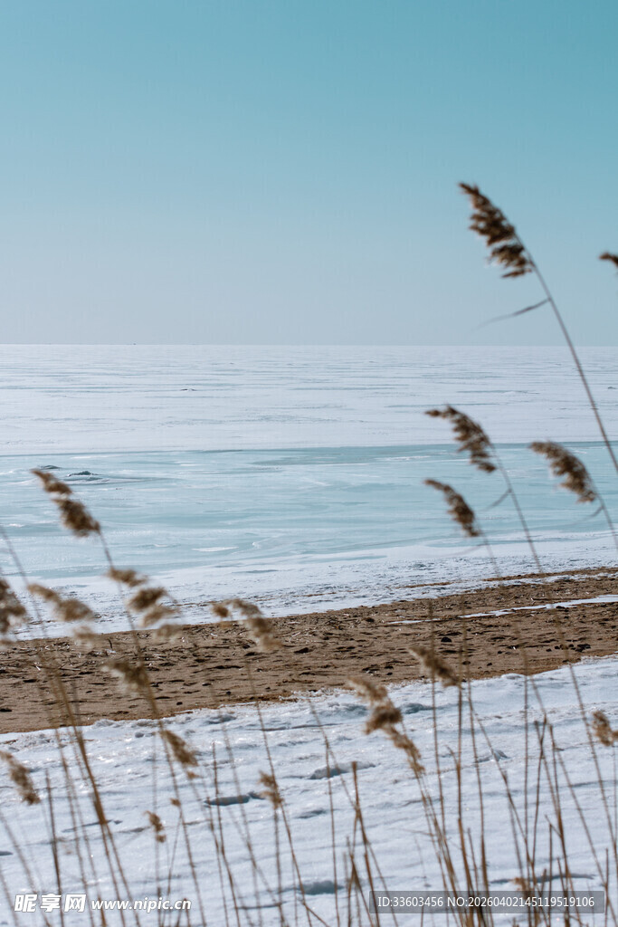 海边雪景中的摇曳芦苇