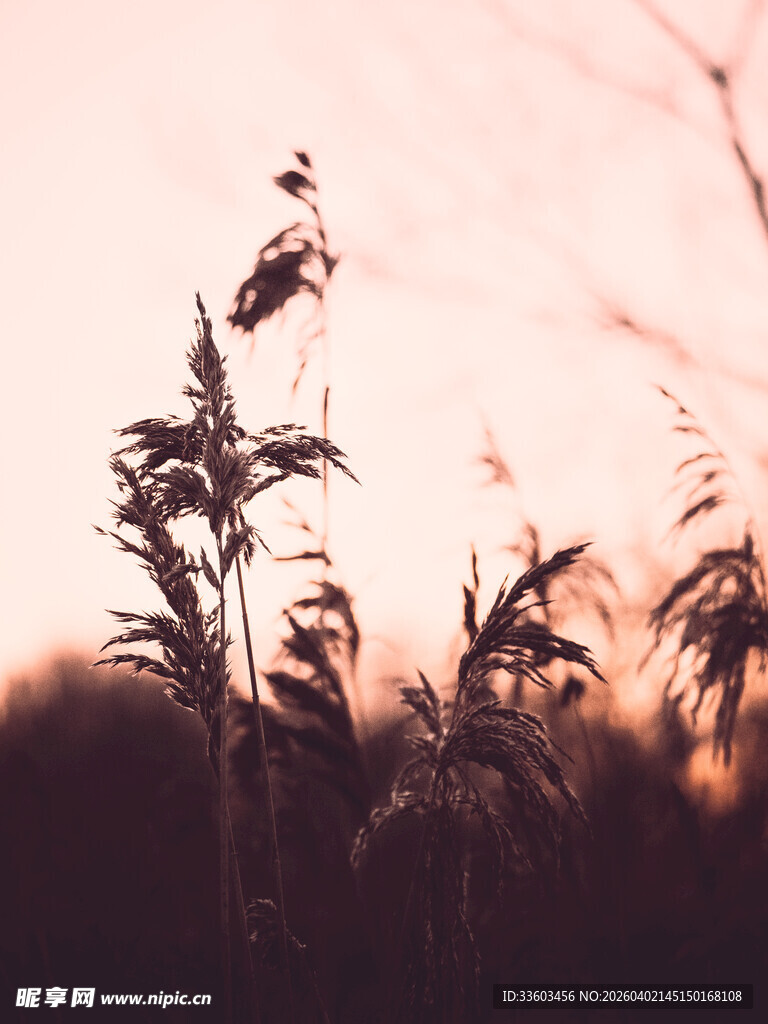 夕阳下的芦苇剪影
