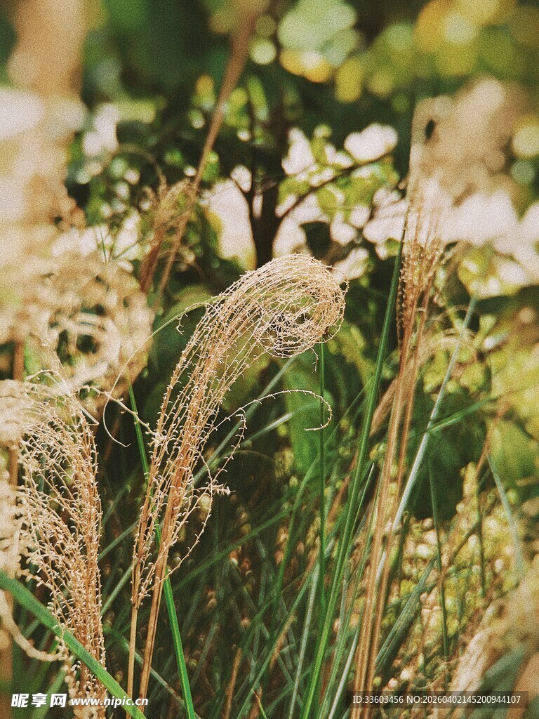 秋日阳光下的摇曳芦苇