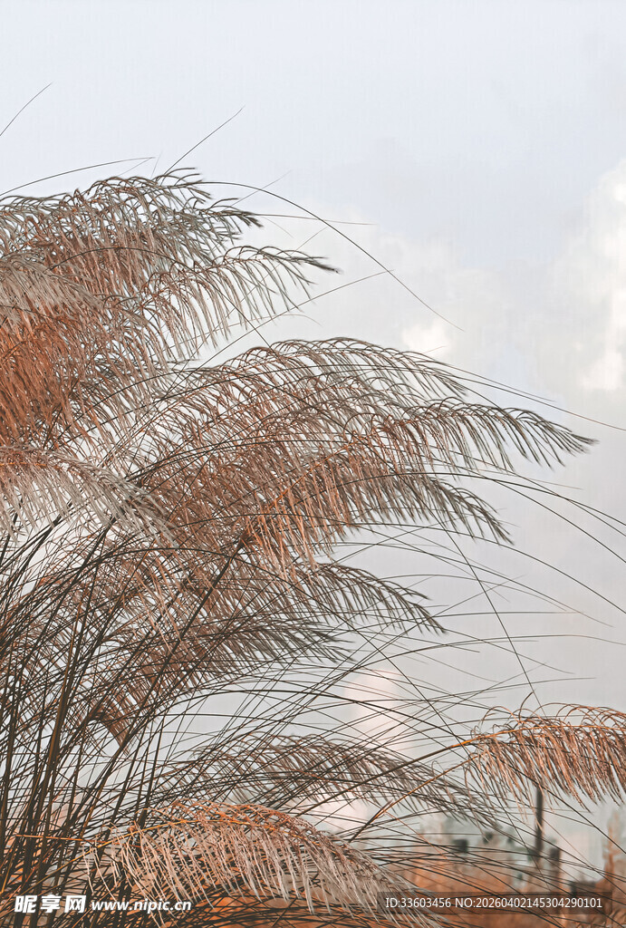 风中摇曳的芦苇