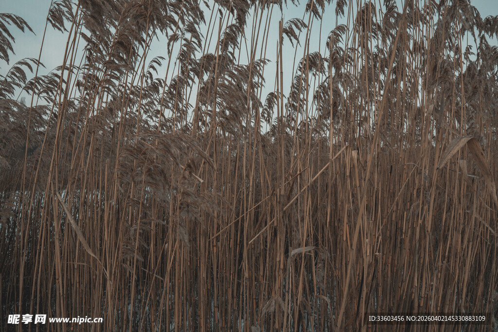 秋日芦苇荡景色