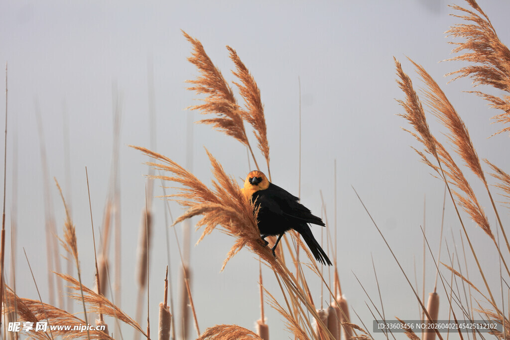 芦苇丛中栖息的黑色小鸟