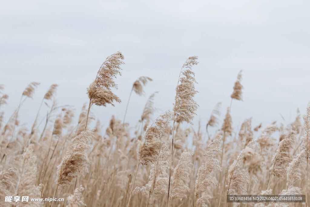 金黄芦苇随风摇曳美景