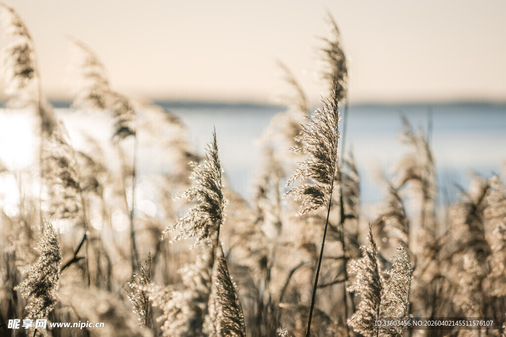 海边摇曳的金色芦苇